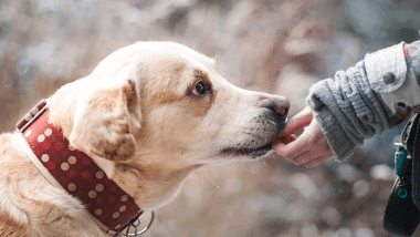 Derechos y obligaciones por tener mascota