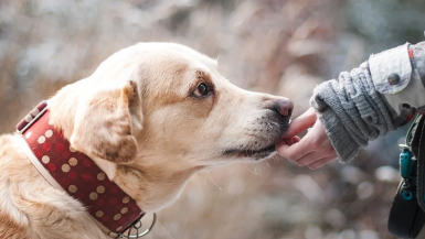 Derechos y obligaciones por tener mascota