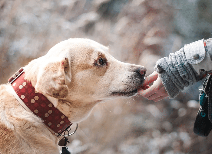 Derechos y obligaciones por tener mascota