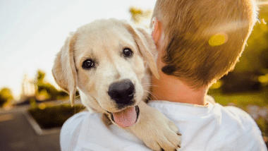 Condenas por dejar morir o matar a tu mascota