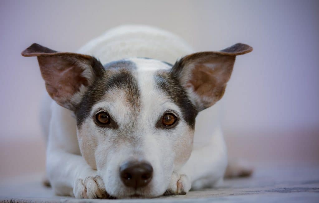 Qué es y qué no es maltrato animal