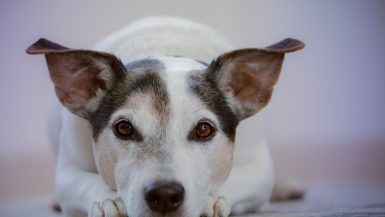 Qué es y qué no es maltrato animal